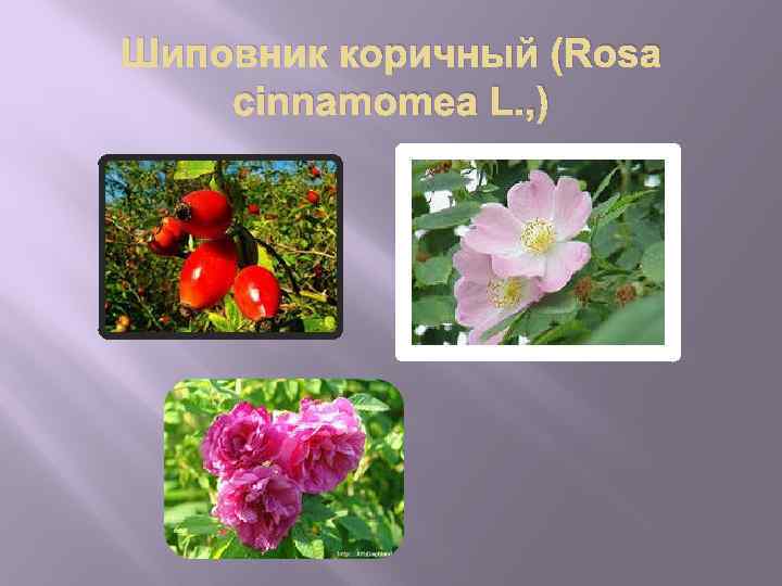 Шиповник коричный (Rosa cinnamomea L. , ) 