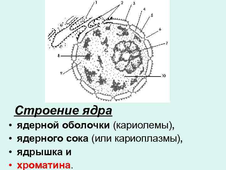 Исчезновение ядерной оболочки происходит в