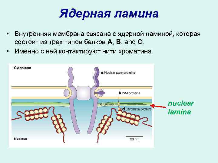 Ядерная ламина • Внутренняя мембрана связана с ядерной ламиной, которая состоит из трех типов