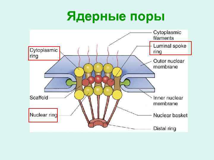 Ядерные поры 