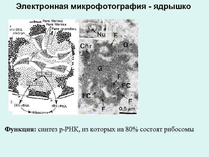 Электронная микрофотография ядрышко Функция: синтез р РНК, из которых на 80% состоят рибосомы 