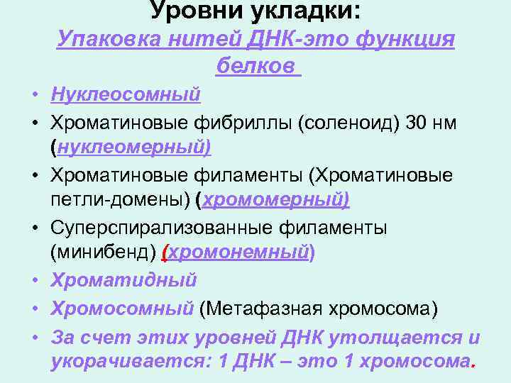 Уровни укладки: Упаковка нитей ДНК-это функция белков • Нуклеосомный • Хроматиновые фибриллы (соленоид) 30