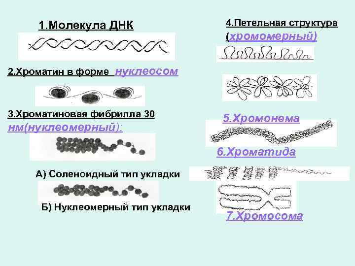 1. Молекула ДНК 2. Хроматин в форме 4. Петельная структура (хромомерный) нуклеосом 3. Хроматиновая