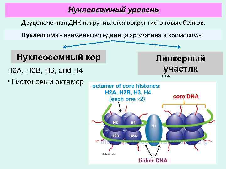 Нуклеосомный уровень Двуцепочечная ДНК накручивается вокруг гистоновых белков. Нуклеосома - наименьшая единица хроматина и