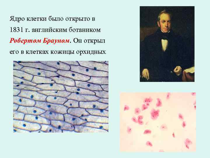 Ядро клетки было открыто в 1831 г. английским ботаником Робертом Брауном. Он открыл его