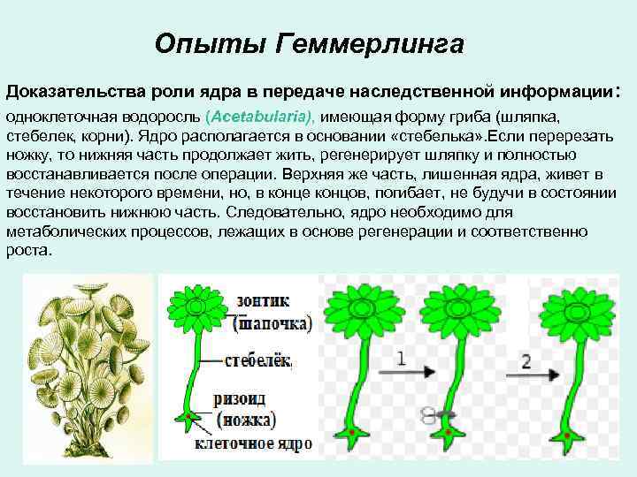 Опыты Геммерлинга Доказательства роли ядра в передаче наследственной информации: одноклеточная водоросль (Acetabularia), имеющая форму