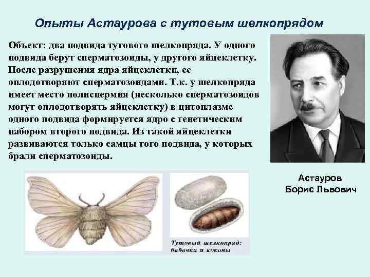 Опыты Астаурова с тутовым шелкопрядом Объект: два подвида тутового шелкопряда. У одного подвида берут