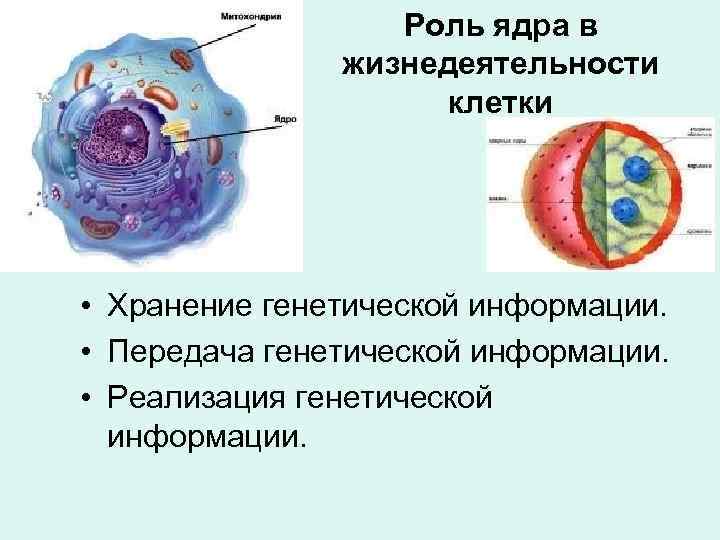 Роль ядра в жизнедеятельности клетки • Хранение генетической информации. • Передача генетической информации. •