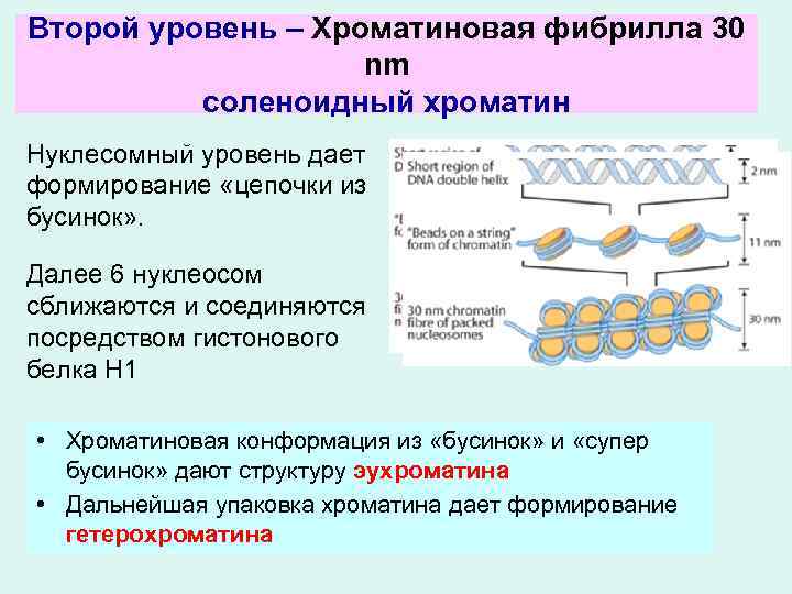 Второй уровень – Хроматиновая фибрилла 30 nm соленоидный хроматин Нуклесомный уровень дает формирование «цепочки
