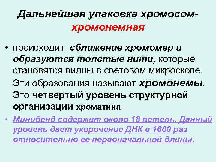Дальнейшая упаковка хромосомхромонемная • происходит сближение хромомер и образуются толстые нити, которые становятся видны