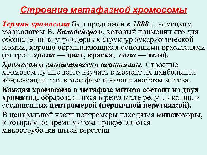 Строение метафазной хромосомы Термин хромосома был предложен в 1888 г. немецким морфологом В. Вальдейером,