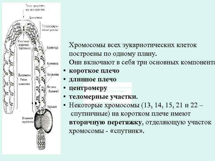  • • • Хромосомы всех эукариотических клеток построены по одному плану. Они включают