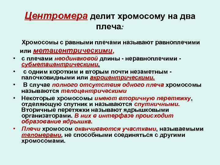 Центромера делит хромосому на два плеча: Хромосомы с равными плечами называют равноплечими или метацентрическими,