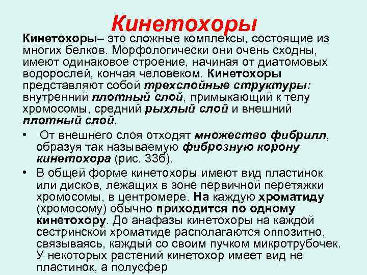 Кинетохоры– это сложные комплексы, состоящие из многих белков. Морфологически они очень сходны, имеют одинаковое
