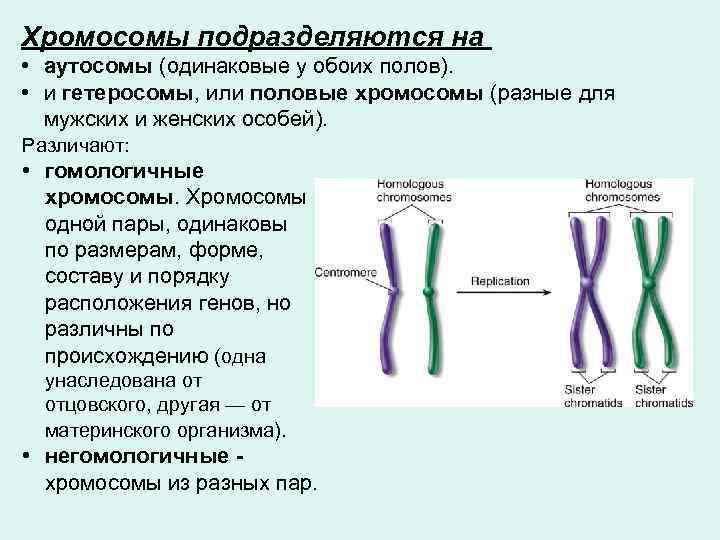 Хромосомы подразделяются на • аутосомы (одинаковые у обоих полов). • и гетеросомы, или половые