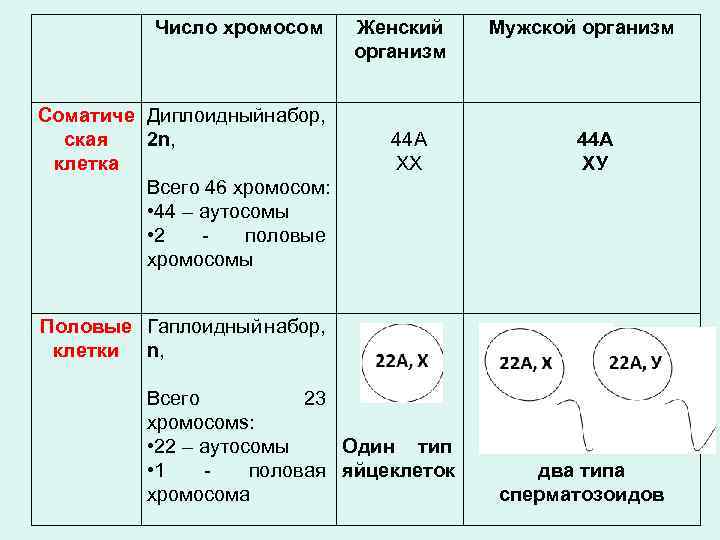 Какое число хромосом