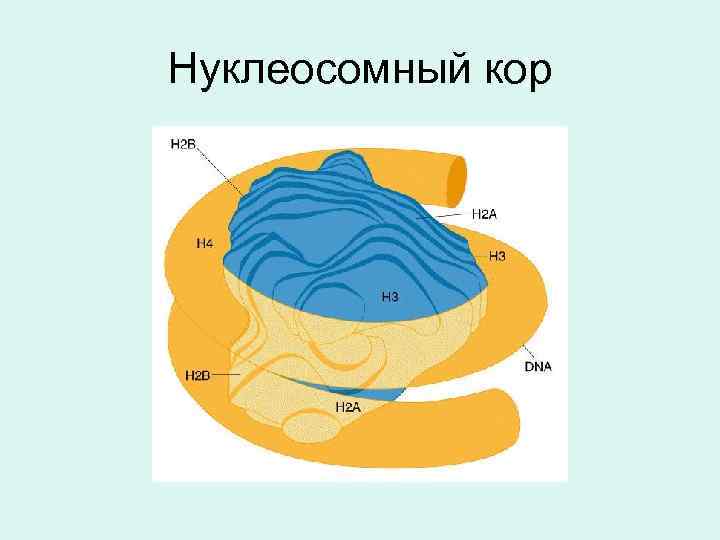 Нуклеосомный кор 