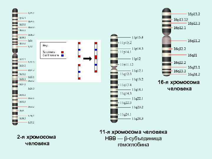 16 -я хромосома человека 2 -я хромосома человека 11 -я хромосома человека HBB —