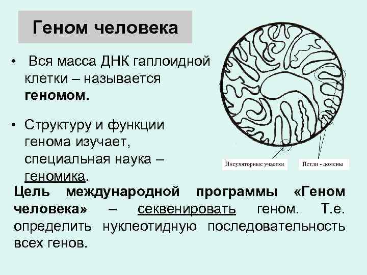 Геном человека • Вся масса ДНК гаплоидной клетки – называется геномом. • Структуру и