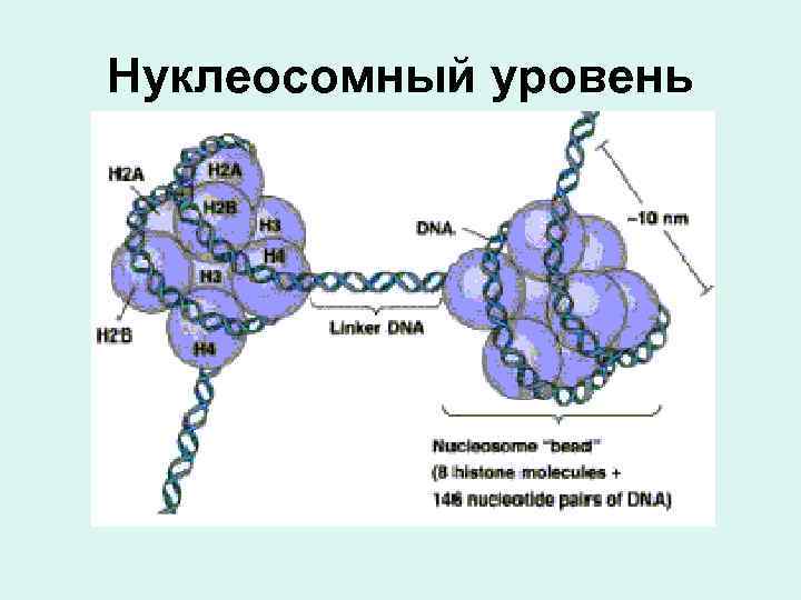 Нуклеосомный уровень 