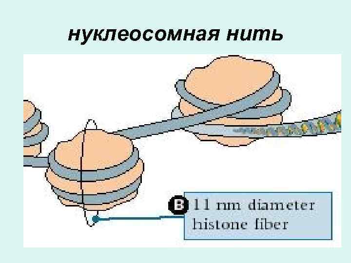 нуклеосомная нить 