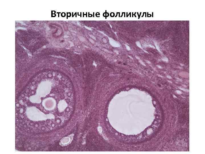 Строение женской половой системы рисунок