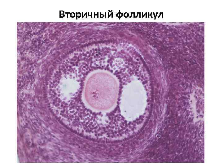 Строение влагалища фото