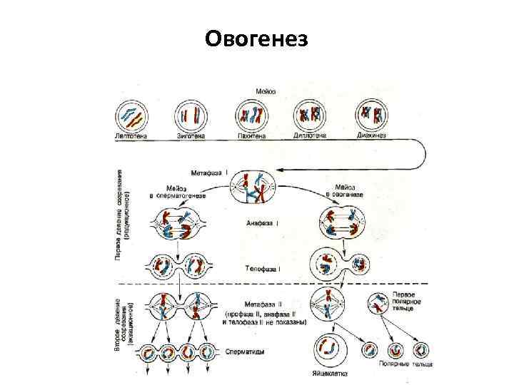 Овогенез схема и описание