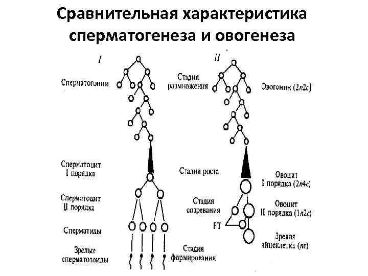 Описание сперматогенеза. Сперматогенез и оогенез таблица. Сравнительная таблица сперматогенеза и овогенеза. Характеристика процессов овогенеза и сперматогенеза. Сравнительная таблица сперматогенеза и оогенеза.