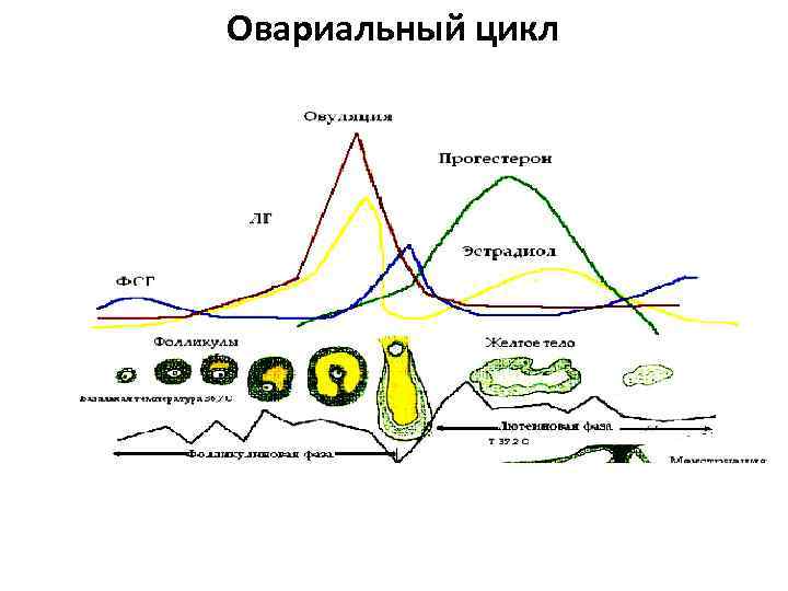 Женский цикл