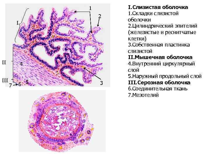 Строение женской половой системы рисунок