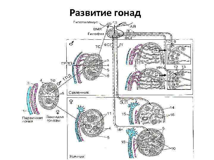 Гонады