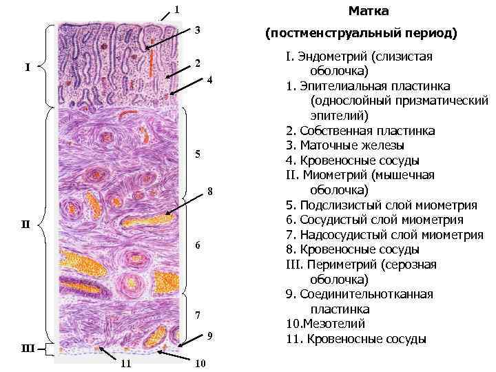 Фото строение женской пизды