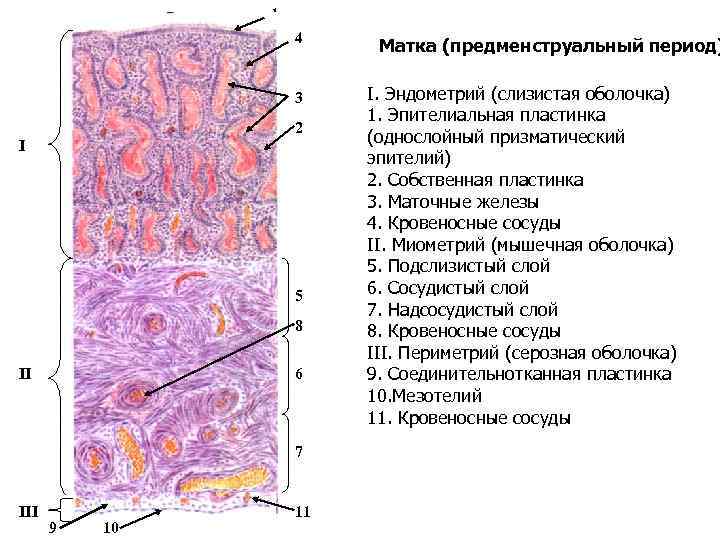 Схема строения женской половой системы