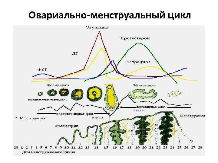 Фазы менструационного цикла. Менструальный цикл гормоны схема. Овариально маточный цикл. Фазы овариально менструального цикла. Схема женских гормонов по дням цикла.