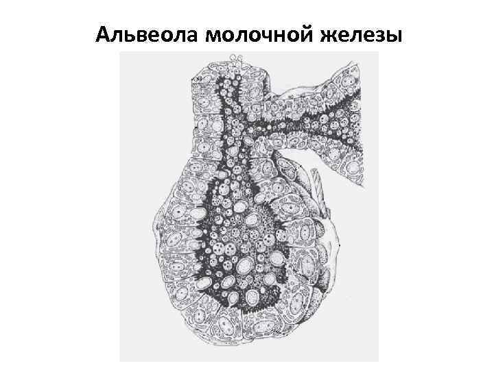 Альвеола молочной железы 