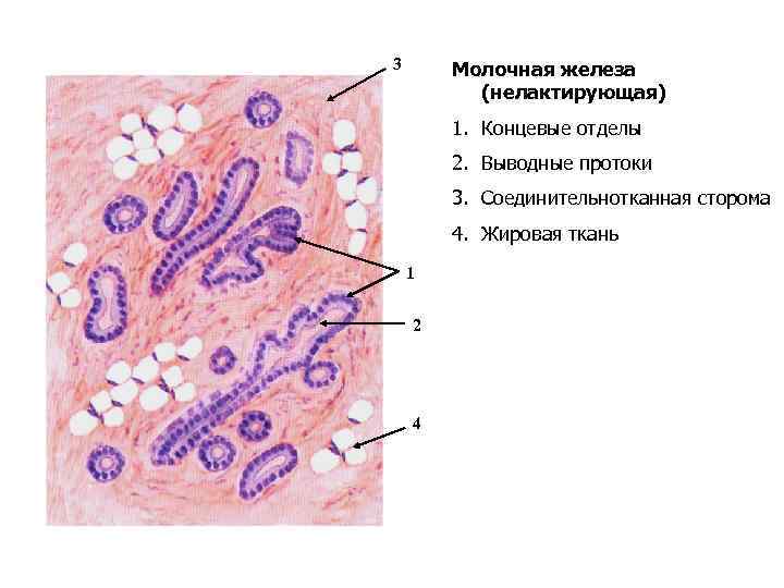 Гистология молочной. Нелактирующая молочная железа гистология препарат. Молочные железы гистология препарат. Молочная железа строение гистология. Строение молочной железы гистология.