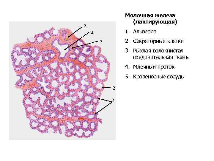 Лактирующая молочная железа гистология. Схема строения альвеол лактирующей молочной железы.