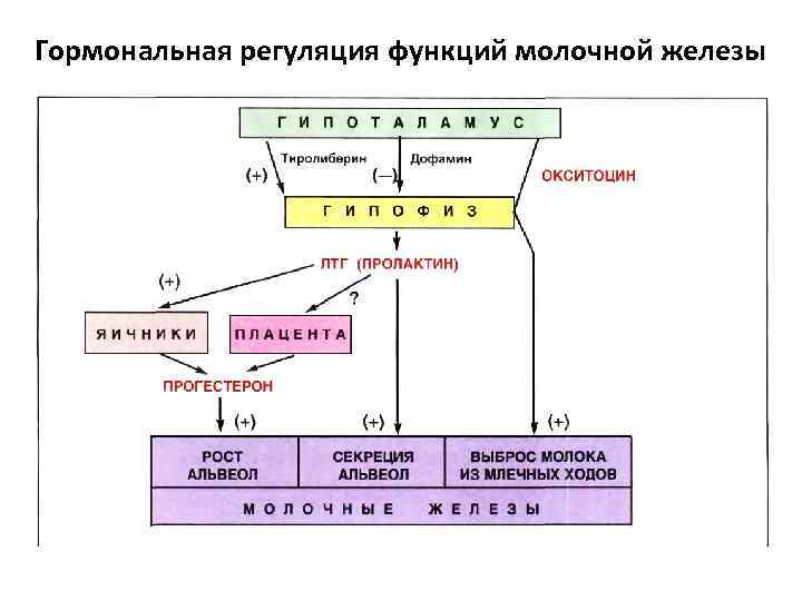 Гормональная регуляция функций молочной железы 