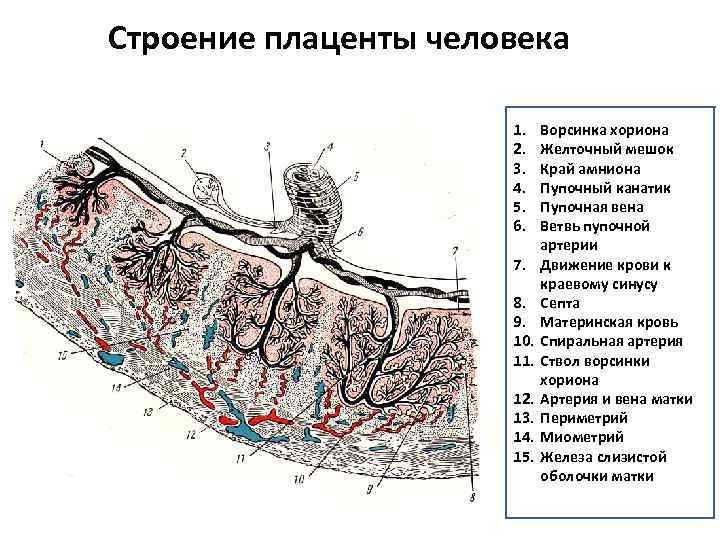 Женская матка строение фото