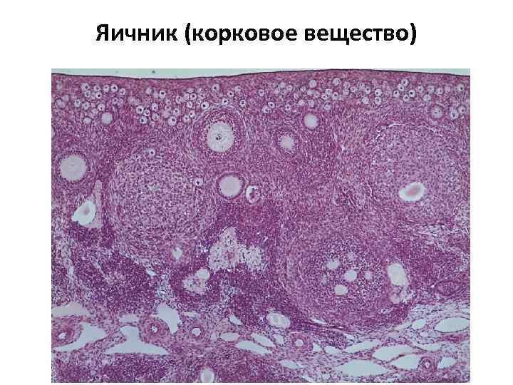 Яичник препарат фото