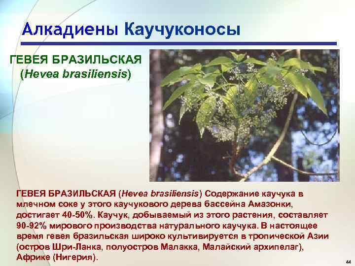 Алкадиены Каучуконосы ГЕВЕЯ БРАЗИЛЬСКАЯ (Hevea brasiliensis) Содержание каучука в млечном соке у этого каучукового
