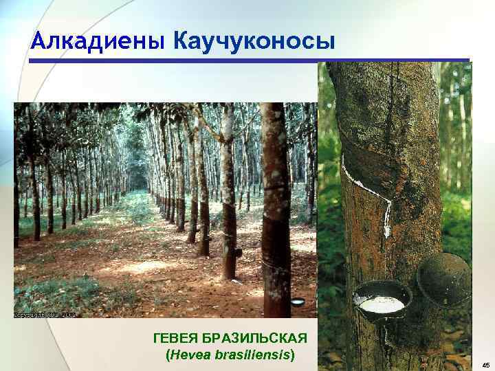 Алкадиены Каучуконосы ГЕВЕЯ БРАЗИЛЬСКАЯ (Hevea brasiliensis) 45 