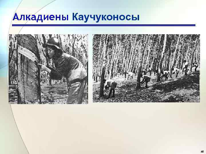 Алкадиены Каучуконосы 46 