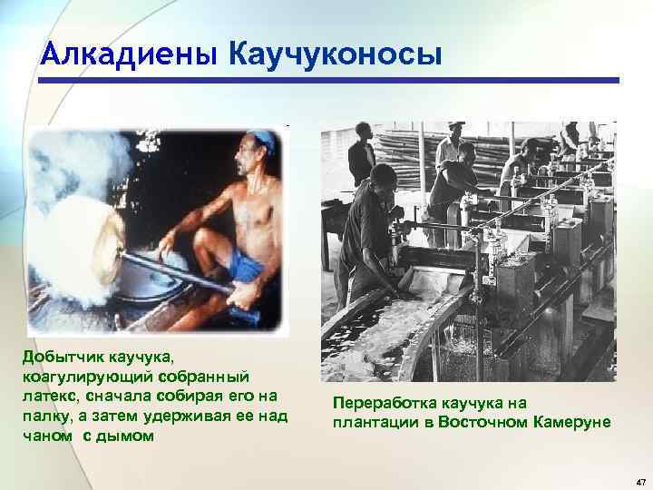 Алкадиены Каучуконосы Добытчик каучука, коагулирующий собранный латекс, сначала собирая его на палку, а затем