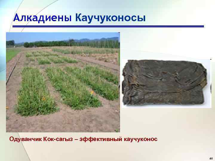 Алкадиены Каучуконосы Одуванчик Кок-сагыз – эффективный каучуконос 48 