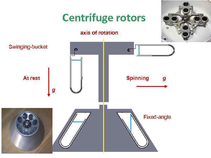 Centrifuge rotors axis of rotation Swinging-bucket Spinning At rest g g Fixed-angle 