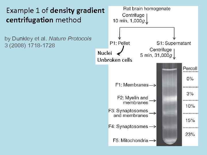 Example 1 of density gradient centrifugation method by Dunkley et al. Nature Protocols 3