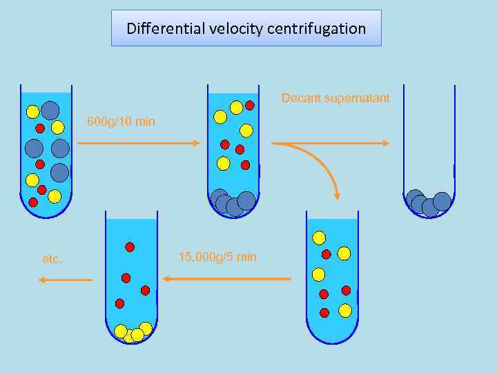 Differential velocity centrifugation Decant supernatant 600 g/10 min etc. 15, 000 g/5 min 