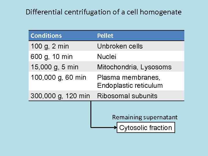 Differential centrifugation of a cell homogenate Conditions Pellet 100 g, 2 min 600 g,